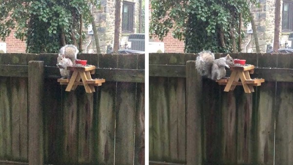 Adorable Squirrel Eats At Picnic Table