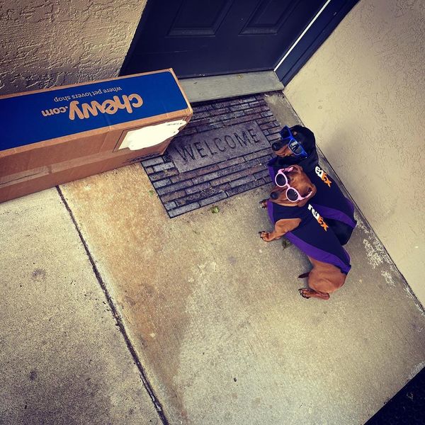 FedEx Driver Takes His Adorable Pair of Dressed Up Dachshunds With Him on His Delivery Route