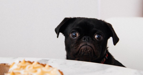 ‘Dogs in Food’ Is the Hero We Need Right Now - Tenderly