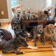This Couple Spent $55,000 to Make Their House a Haven For Their 20 Elderly and Special-Needs Dogs