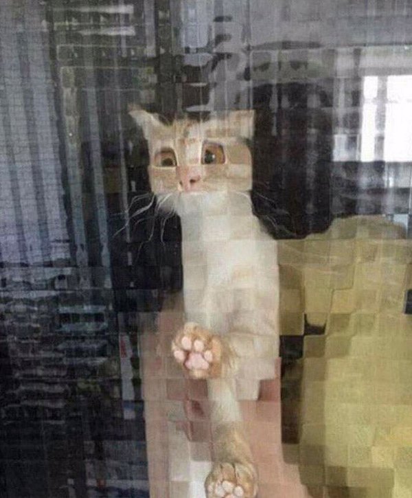 Diane Doniol-Valcroze on Twitter: "Cats Behind Pixelated Glass Doors… "