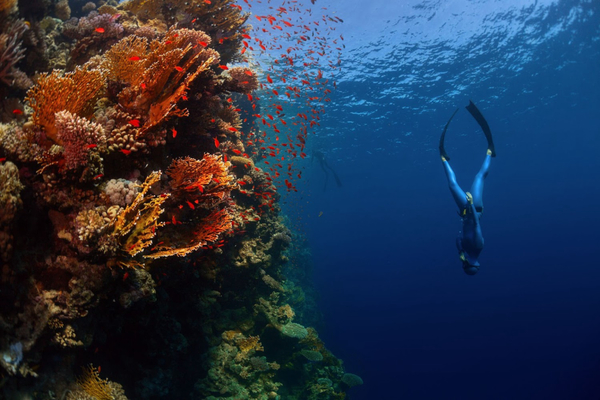 Discover Magical Freediving In Cape Town