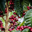 Coffee Cherry Linked With Increased Alertness In New Study