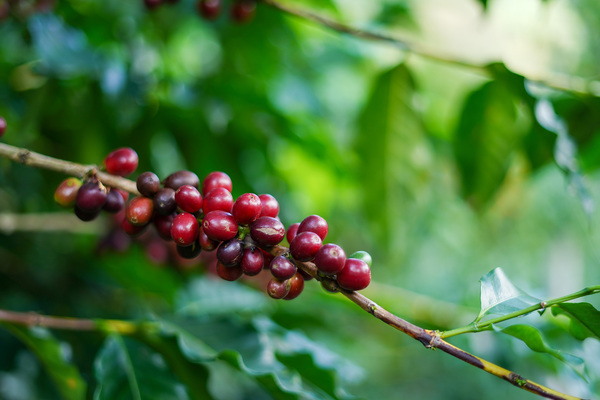 Biodynamics: Exploring Mysticism In Coffee Farming