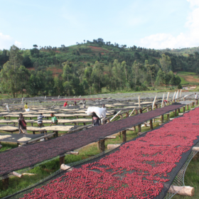 What Is Natural Process Coffee?