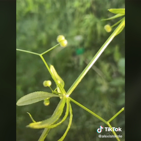 Could This Herb Also Be Coffee?