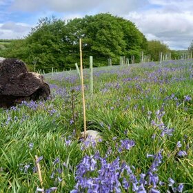 Dormant bluebells re-appear on Exmoor after hundreds of years