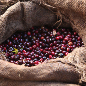 Enveritas Completes Multiyear Assessment Of Peet's Coffee Sourcing Practices