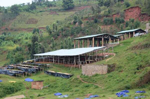 What Is "Washed" Process Coffee?