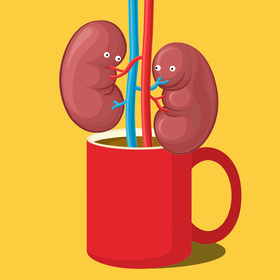 Like Basically Every Other Organ In Your Body, Coffee Is Good For Your Kidneys