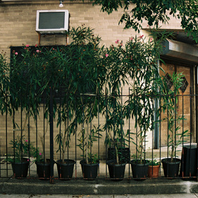 Build-Outs Of Coffee: Honey Moon Coffee In New York City, NY