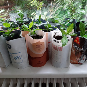 The Joy Of Growing Coffee As A Houseplant