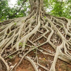 The Arrival of Tree Roots May Have Triggered Mass Extinctions in The Ocean : ScienceAlert