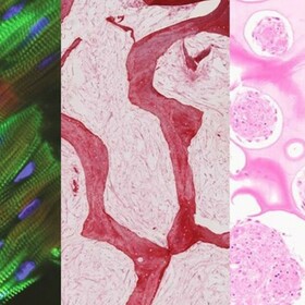 Biomedical Engineers Can Now Watch Our Organs Talk to Each Other | Columbia Magazine