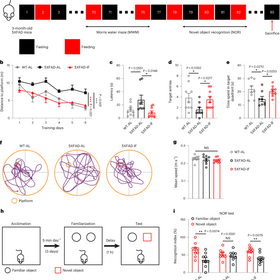Intermittent fasting protects against Alzheimer’s disease in mice by altering metabolism through remodeling of the gut microbiota | Nature Aging