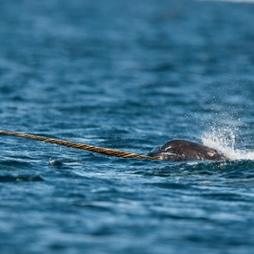 With $8.6M in seed funding, Nx wants to take monorepos mainstream • TechCrunch