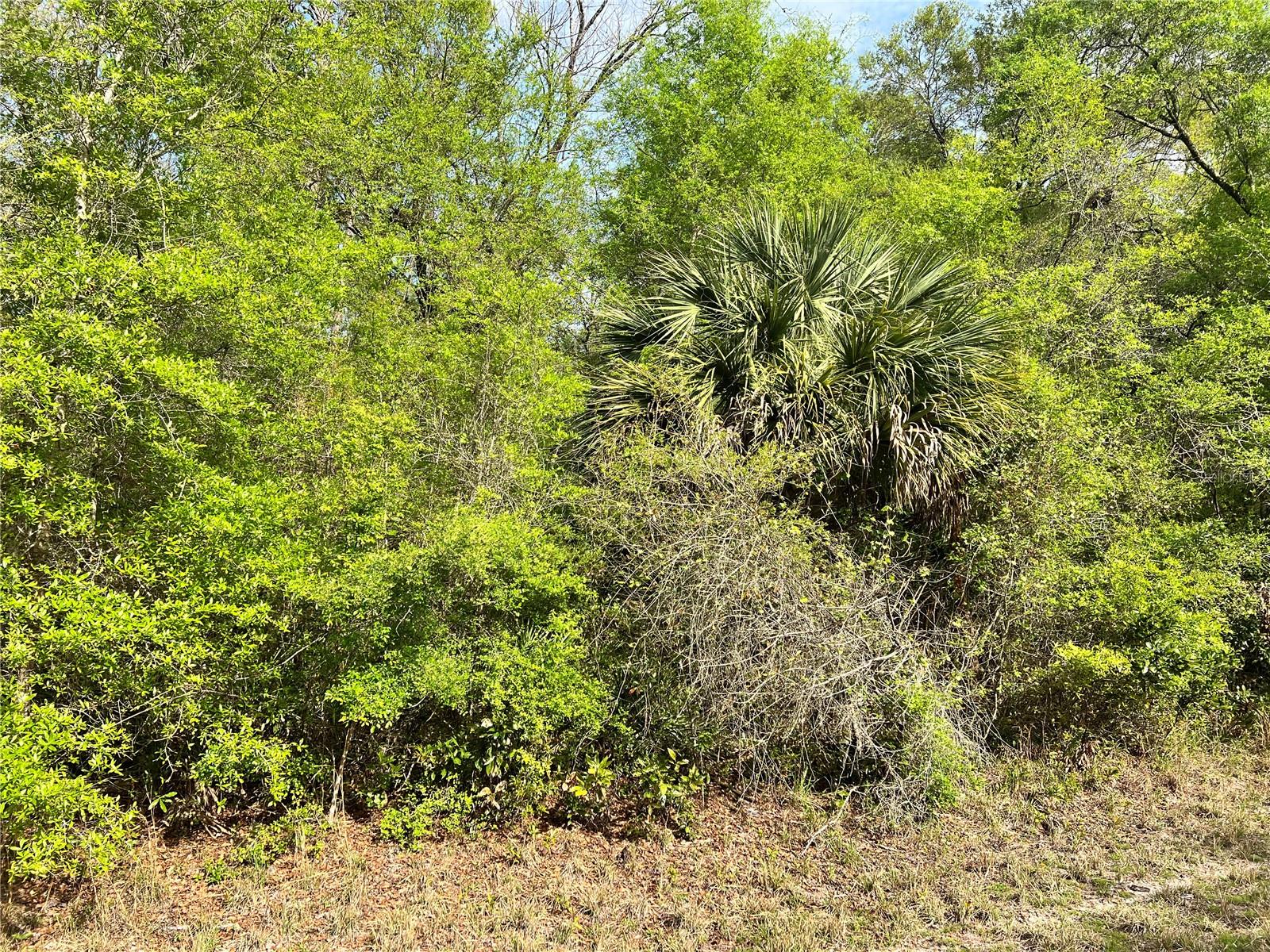 Photo of NW 74TH COURT #112 CHIEFLAND FL 32626