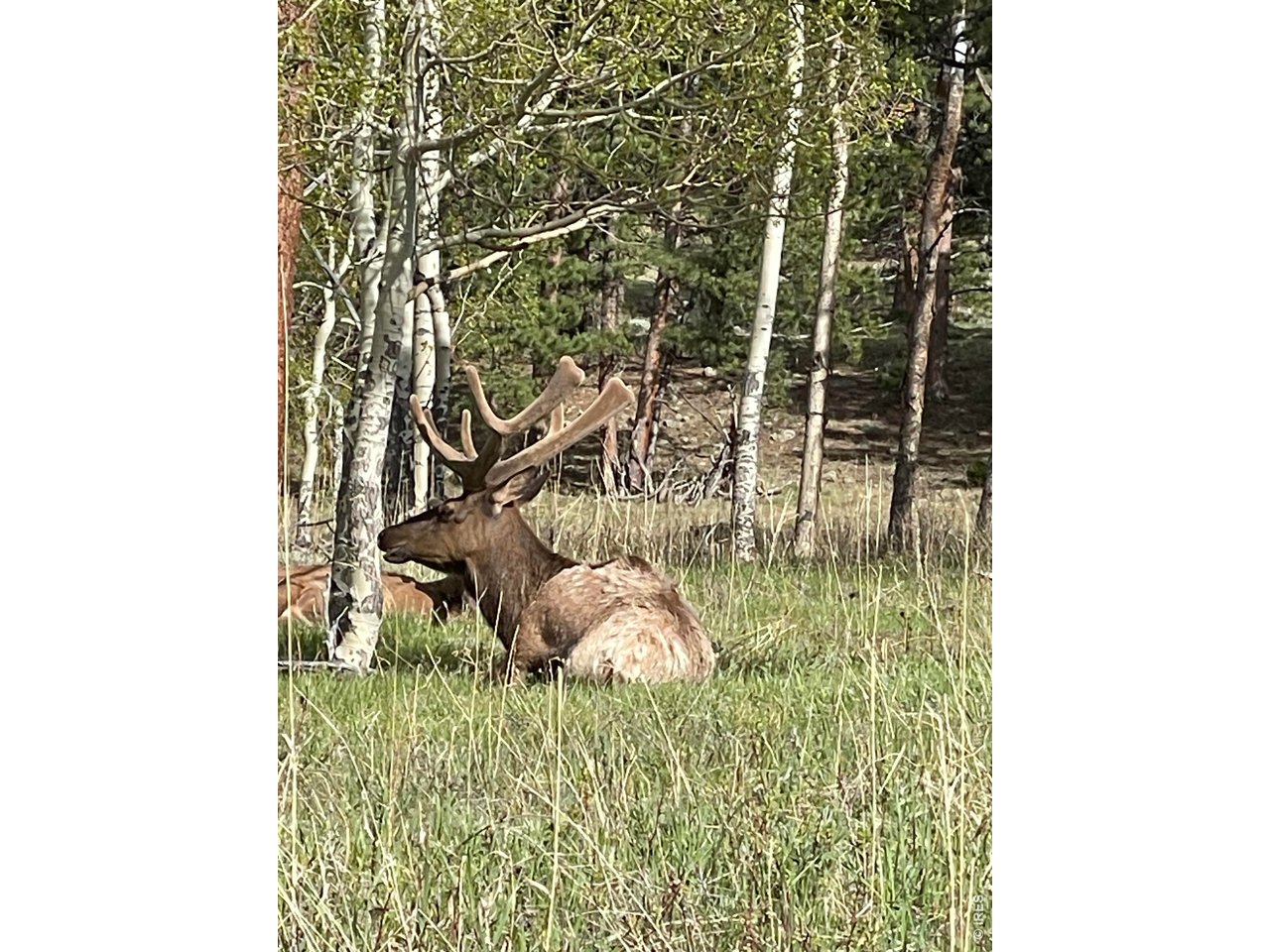 Photo of 1565 Highway 66 ##31 Estes Park CO 80517