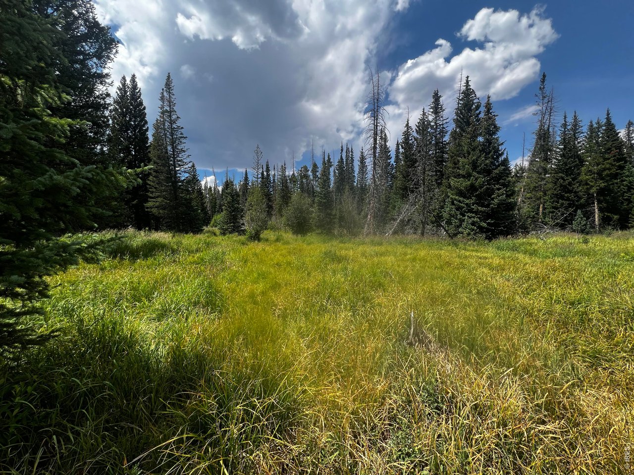 Photo of 0 Forest Service Rd #169 Red Feather Lakes CO 80545