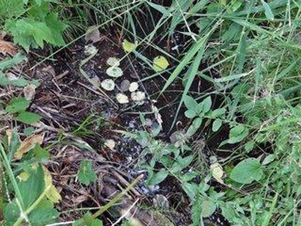Photo of 171 Spokane Ct Red Feather Lakes CO 80545