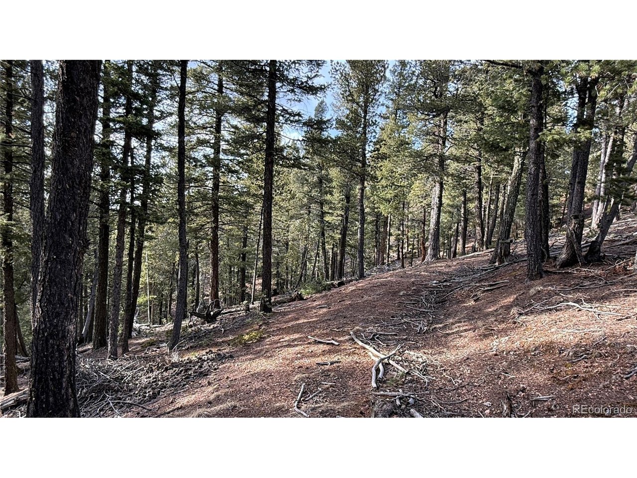 Photo of 461 Paradiso Rd Divide CO 80814