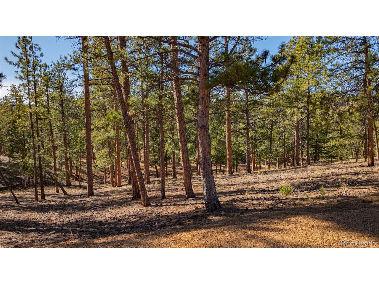 Photo of 113 Schmittel Sedalia CO 80135
