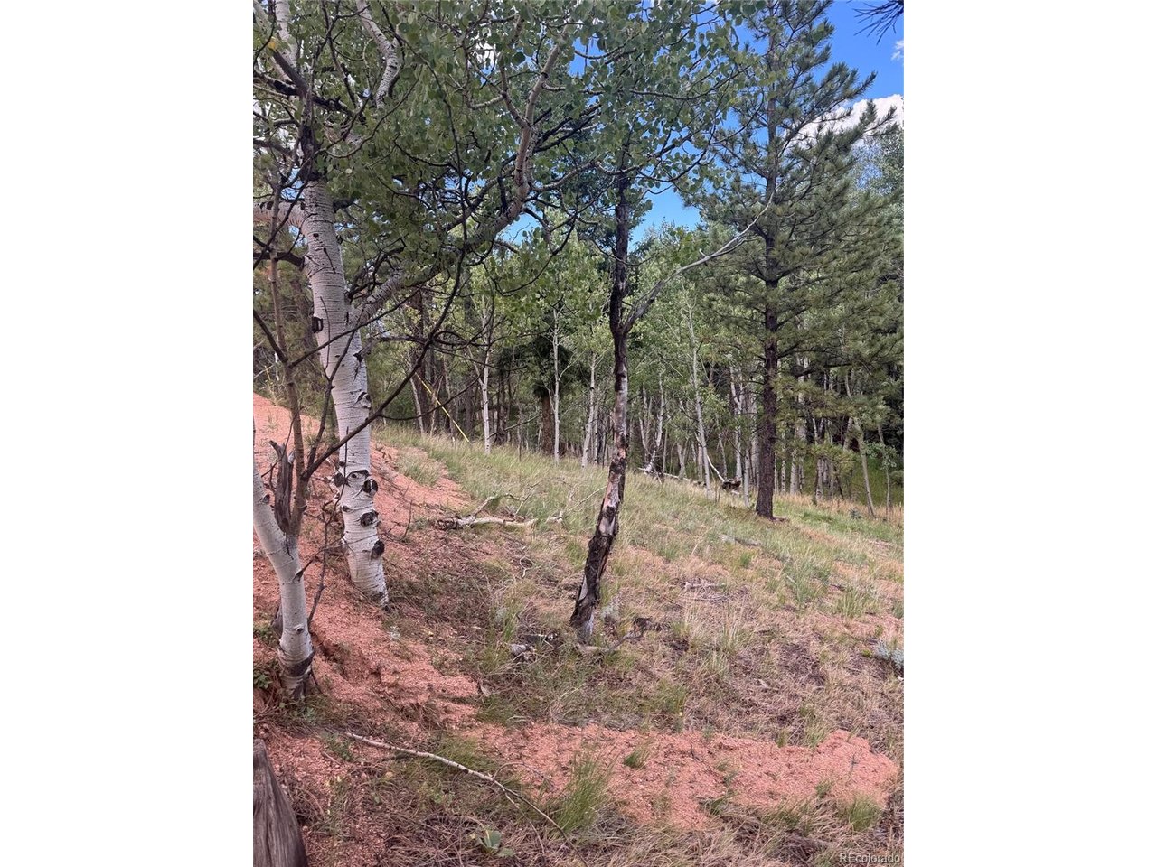 Photo of 40 Sequoia Trl Woodland Park CO 80863