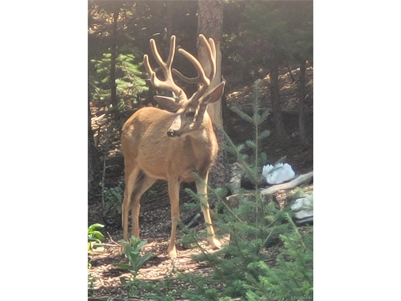 Photo of 2924 Valley Park Dr Larkspur CO 80118