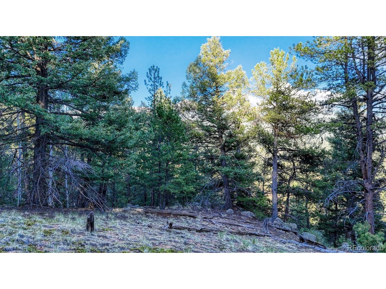 Photo of 364 Blue Spruce Rd Divide CO 80814