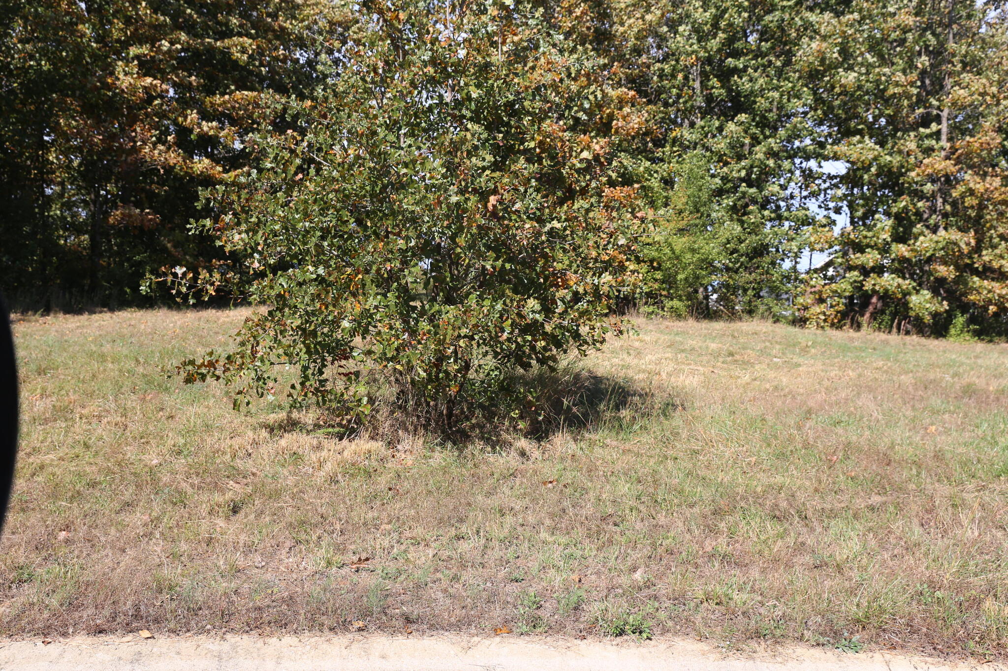 Photo of 000 Wild Turkey Road #Block 1 Lot 2 West Plains MO 65775