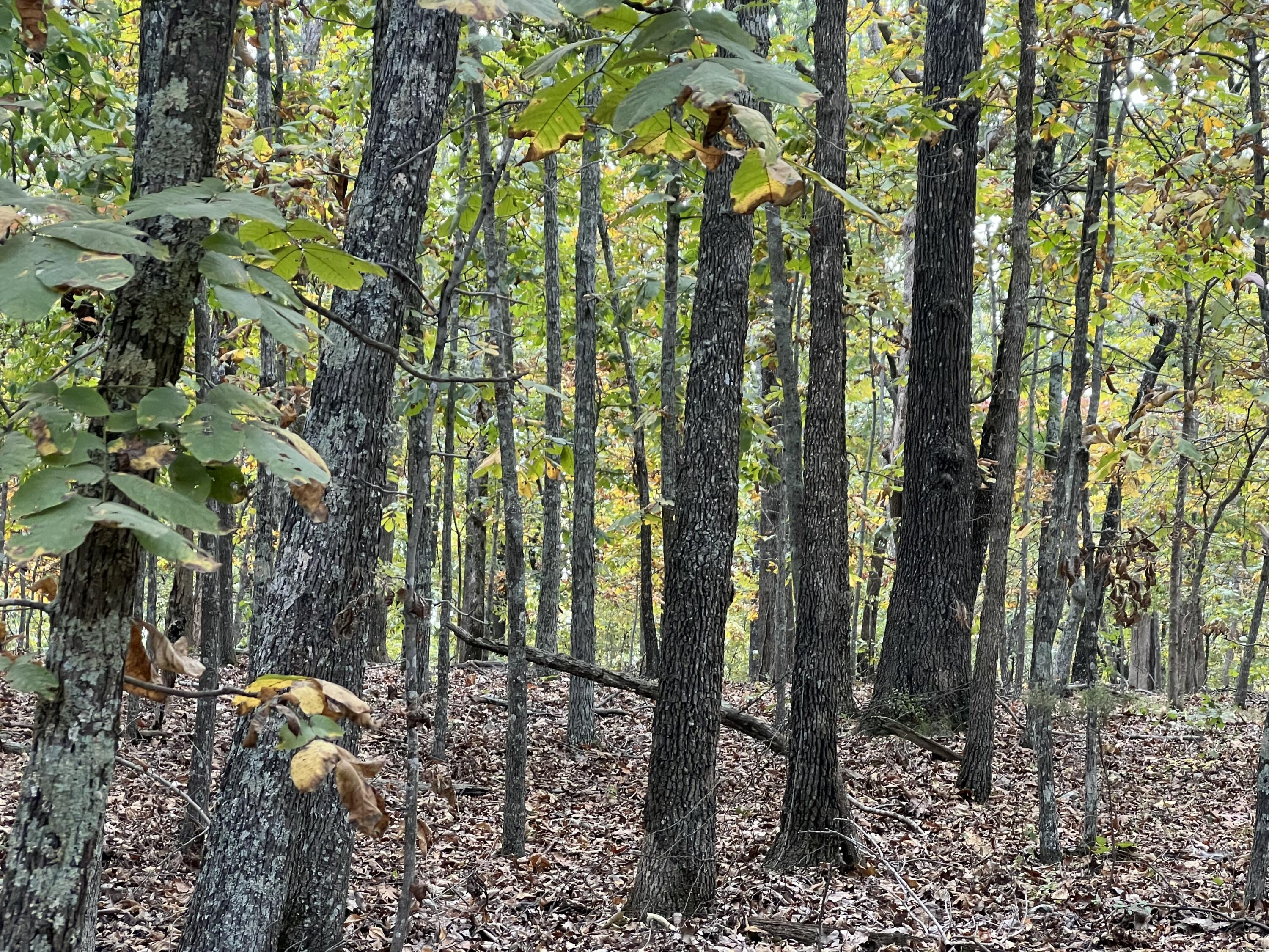 Photo of Lot 3 County Road 113 Alton MO 65606