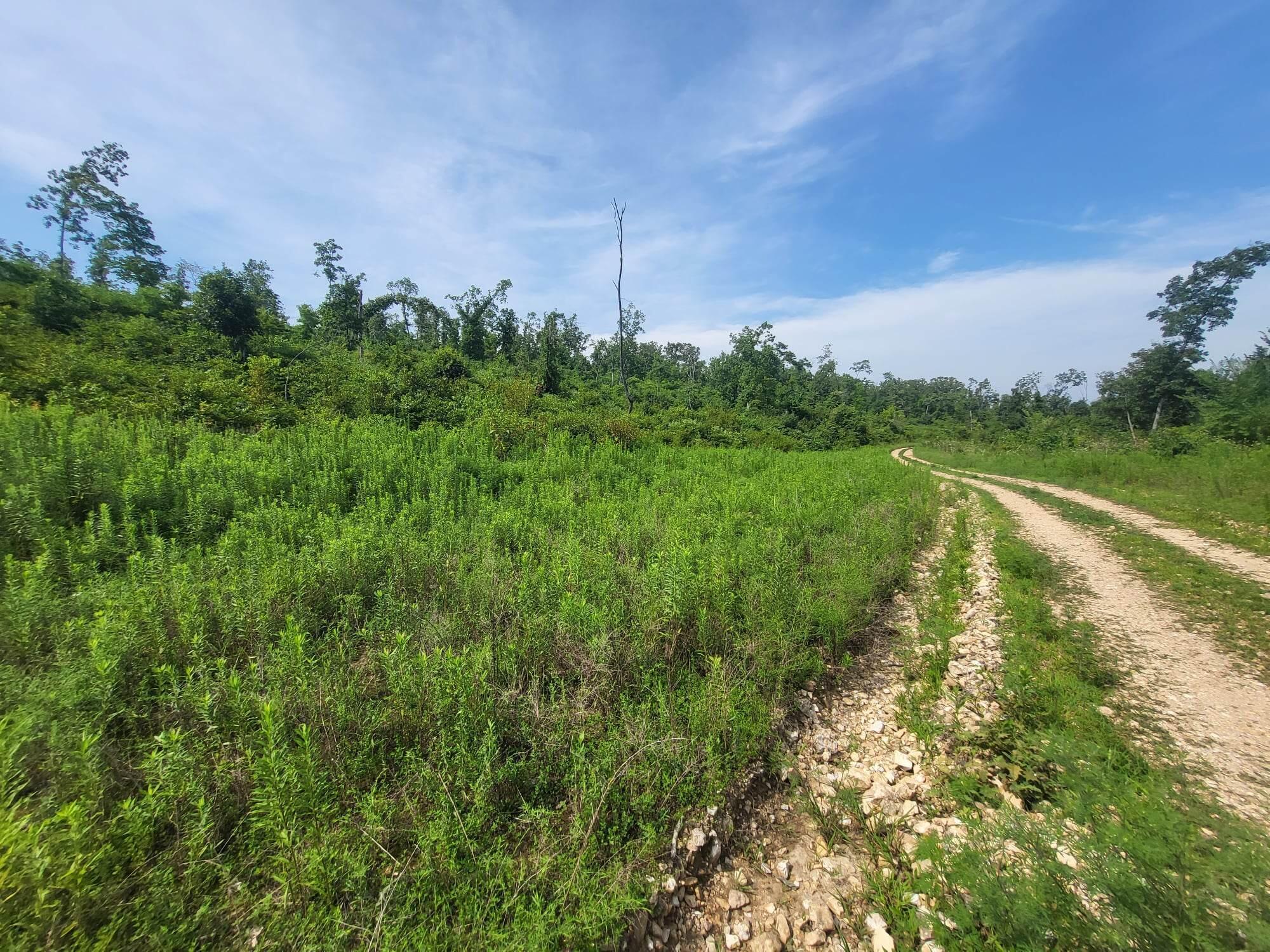 Photo of 0 Tract # 60 Cedar Gap Hh Seymour MO 65746