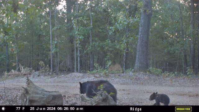 Photo of 000 County Road 630 Gainesville MO 65655