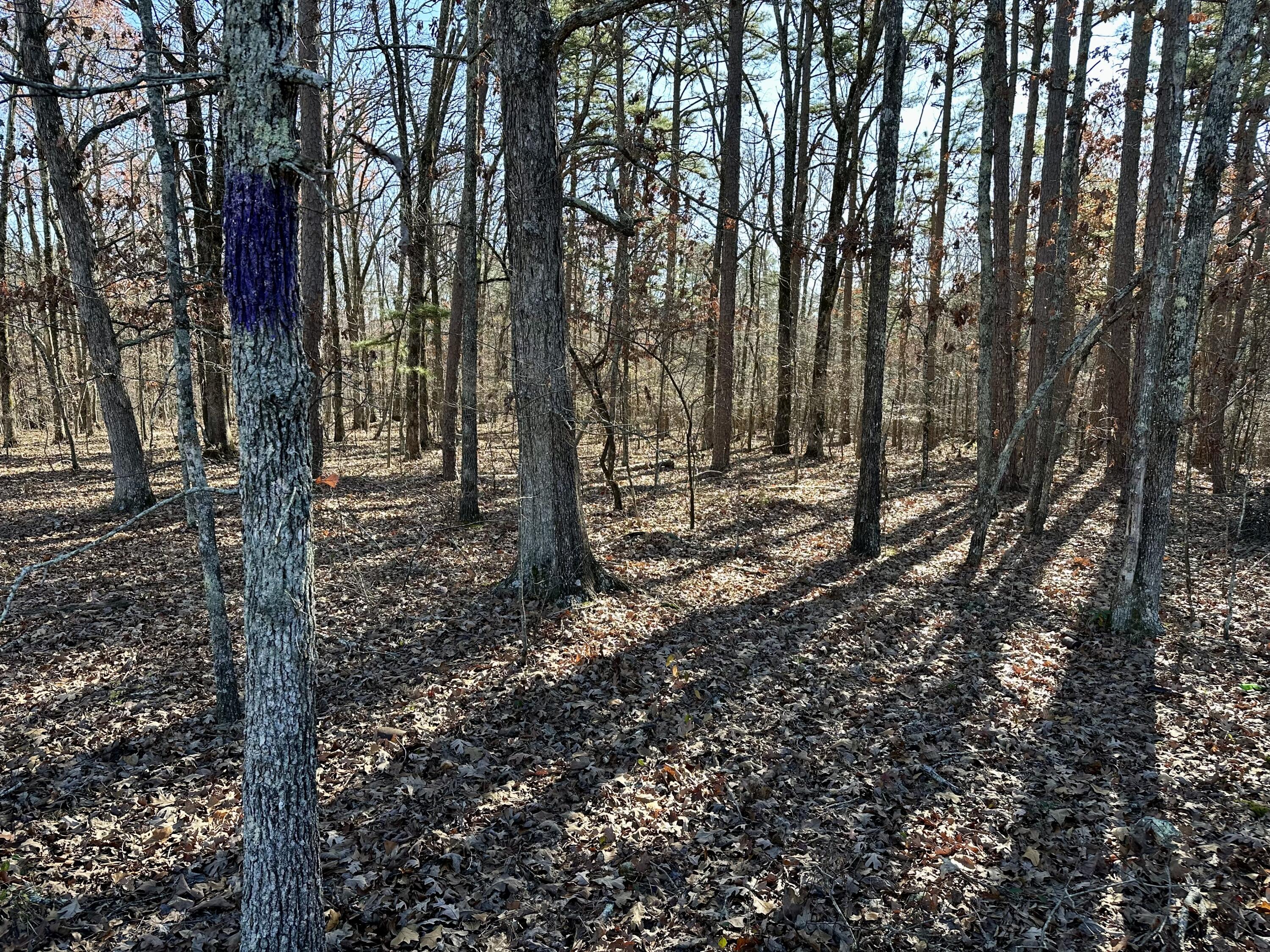 Photo of 000 Highway H Ellsinor MO 63937
