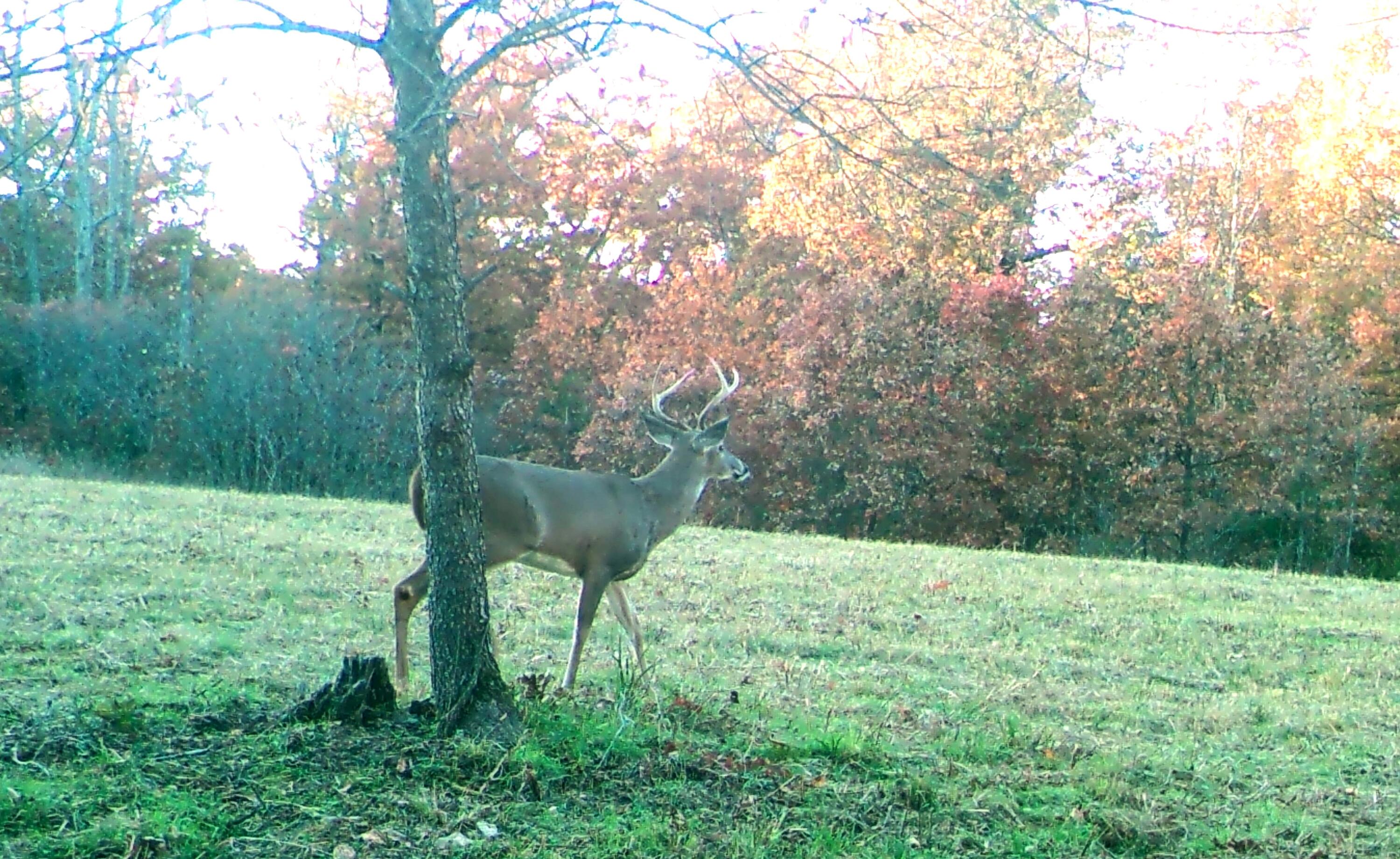 Photo of Tbd Foxtail Trail Louisburg MO 65685