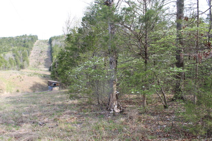 Photo of 000 County Road 831 Gainesville MO 65655