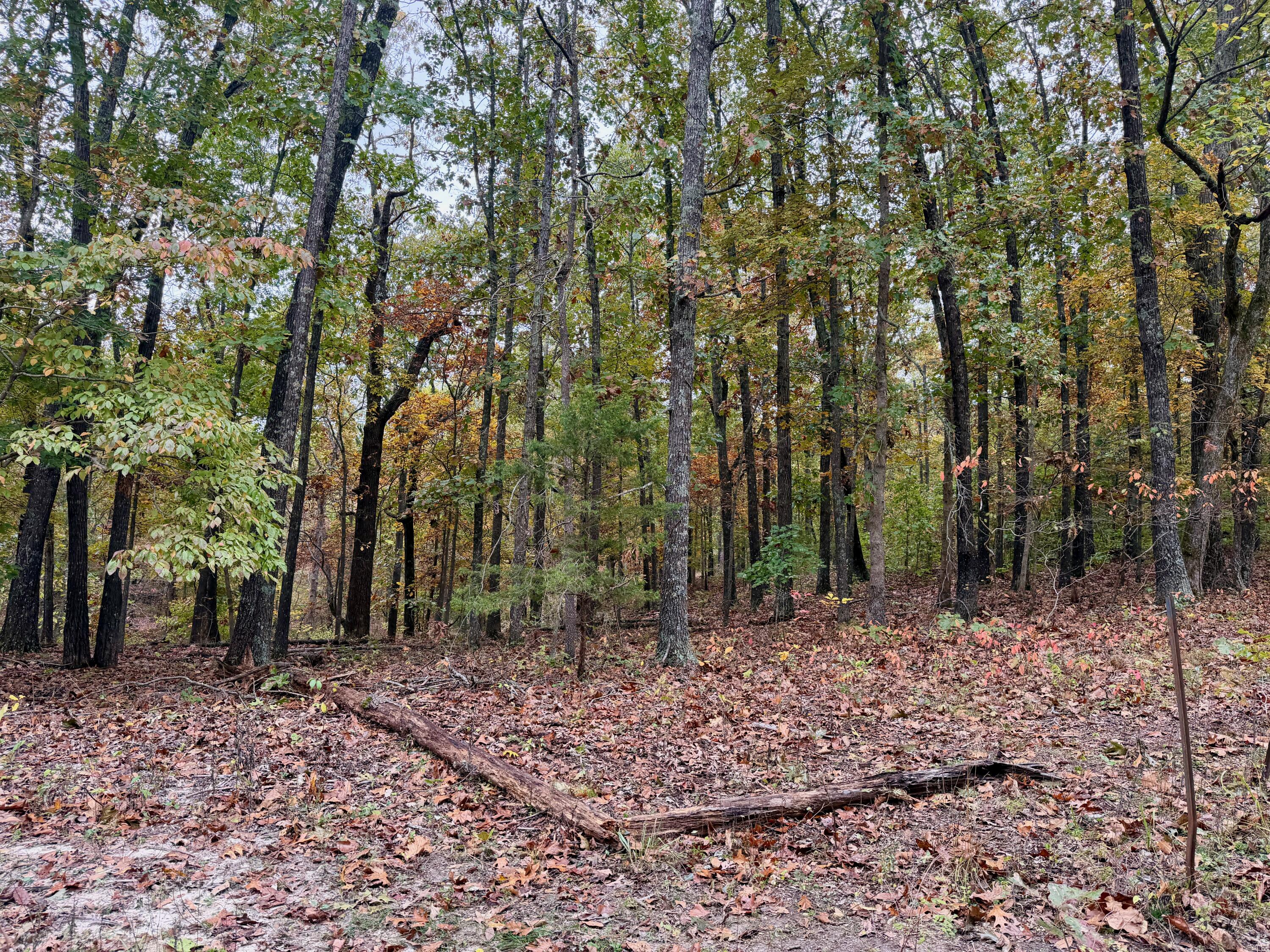 Photo of 000 Spout Spring Road Fordland MO 65652