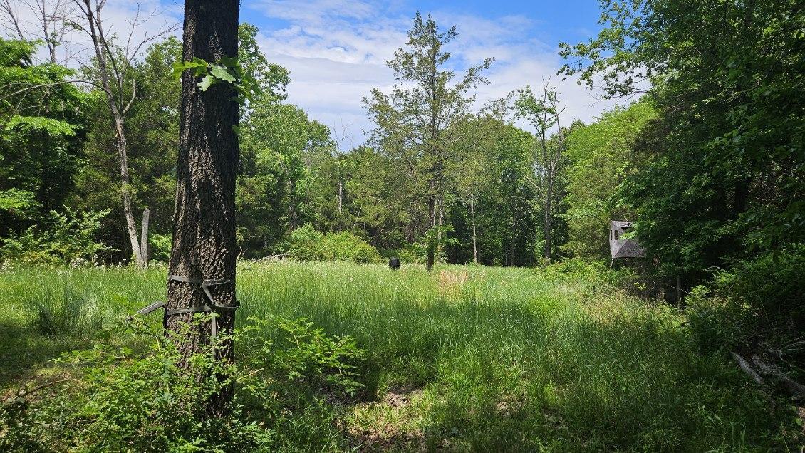 Photo of Tbd- 000 S Bonnie Lee Lane Rogersville MO 65742