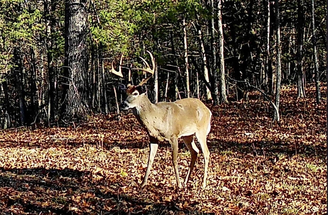Photo of 000 Mease Dr Reeds Spring MO 65737