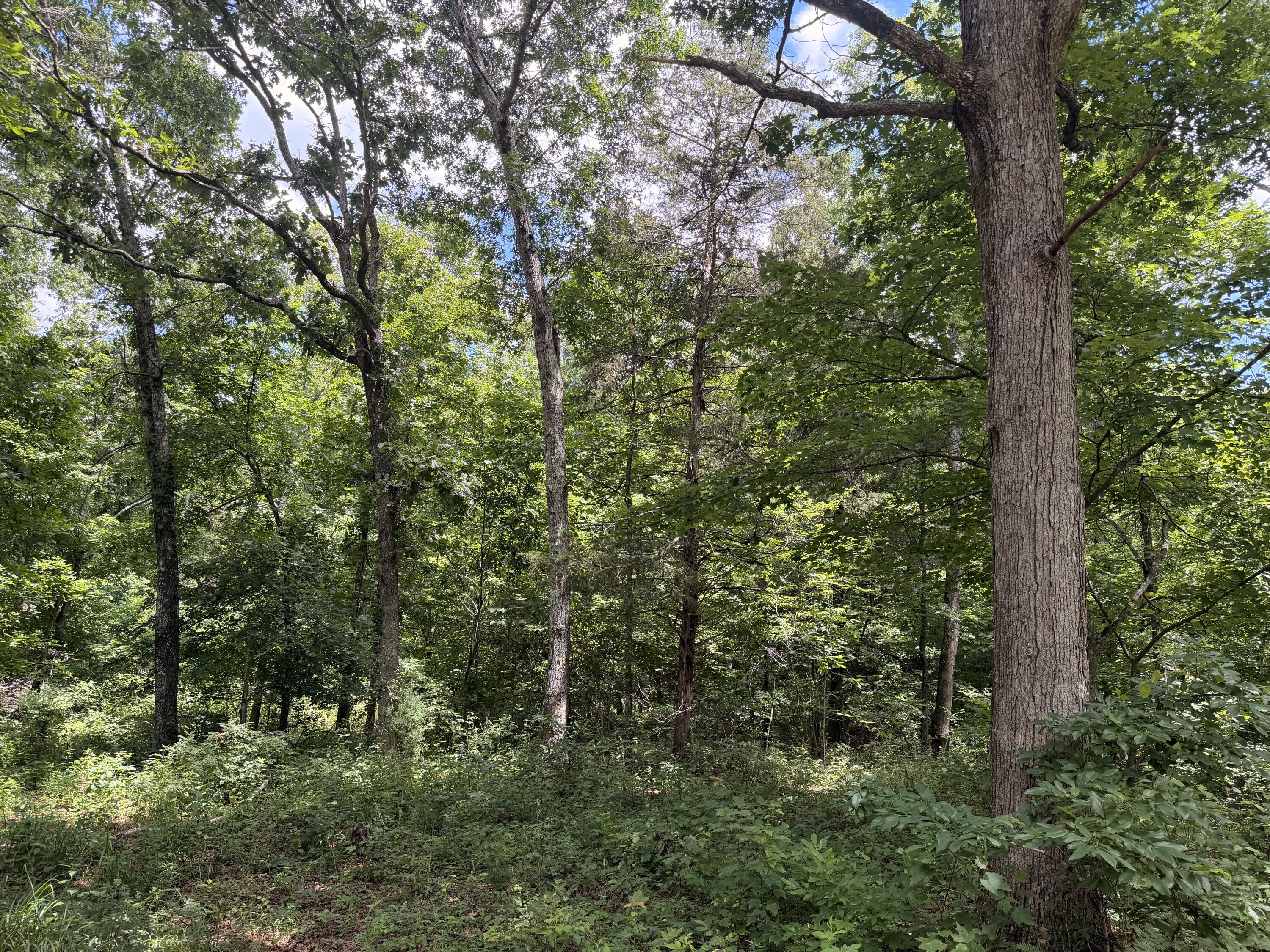 Photo of 000 Forest Service Road Birch Tree MO 65438