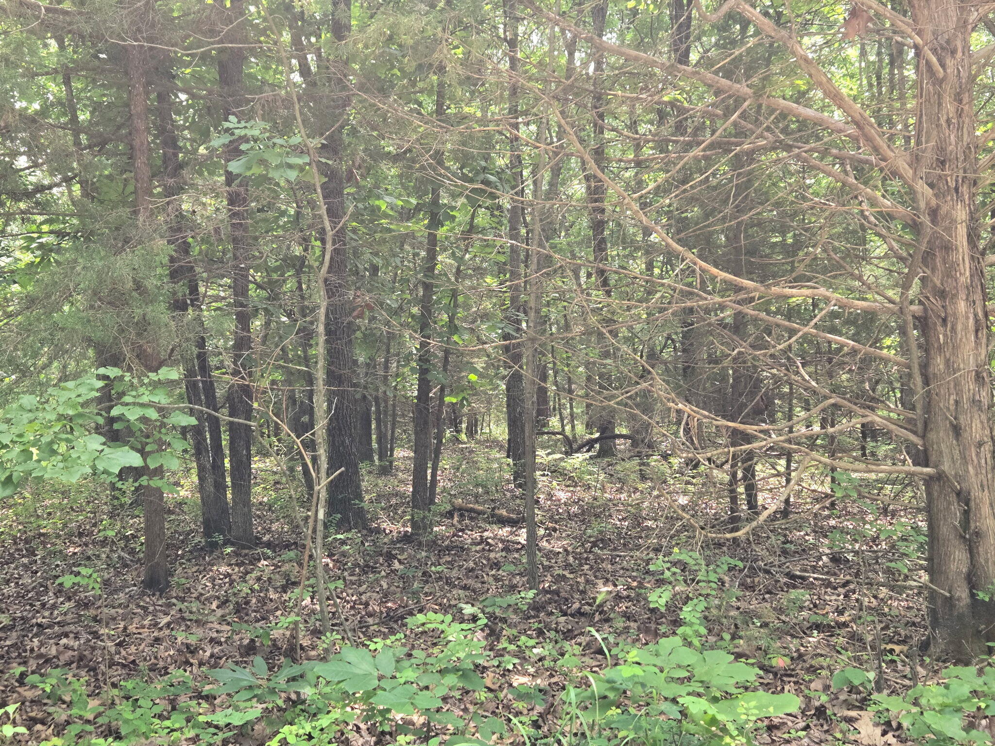 Photo of 002 Muleshoe Trail #002 Elkland MO 65644