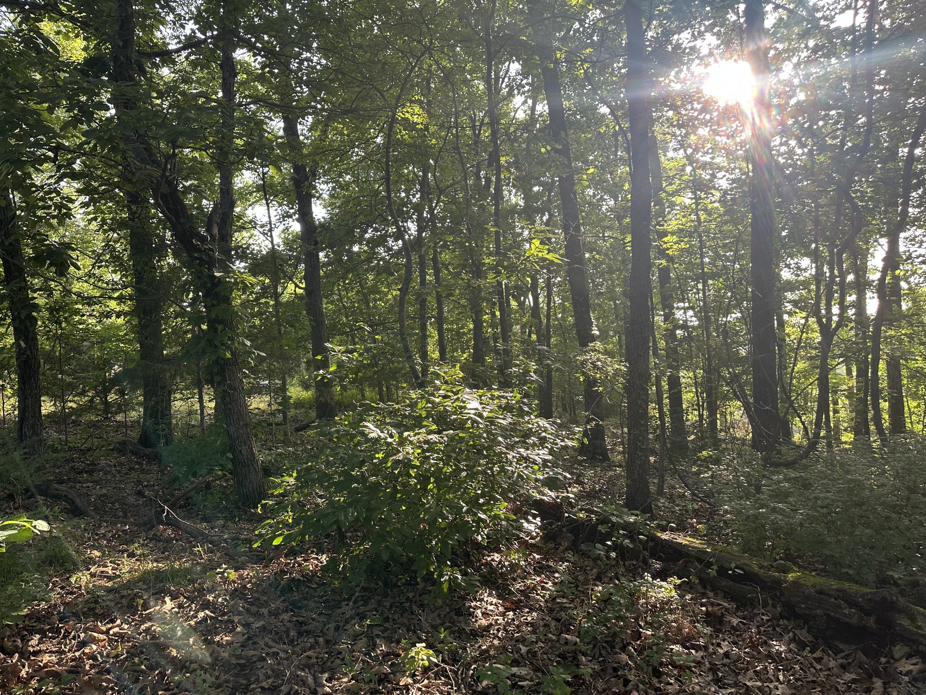 Photo of Tbd Center Road Ozark MO 65721