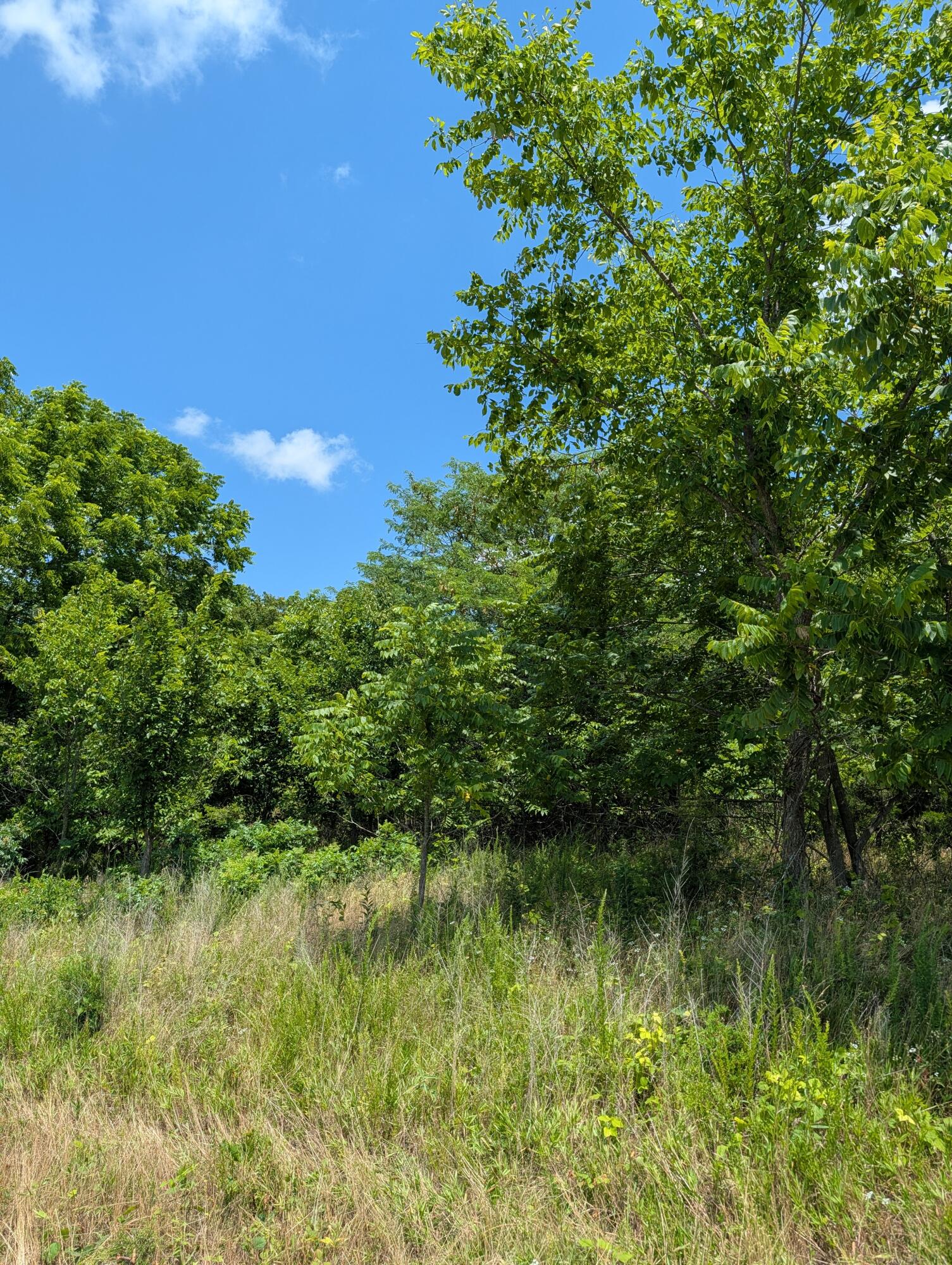 Photo of 000 Crossroad Drive Buffalo MO 65622