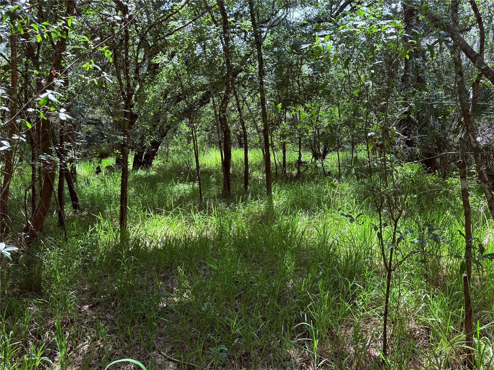 Photo of NE RIVER RIDGE AVENUE ARCADIA FL 34266