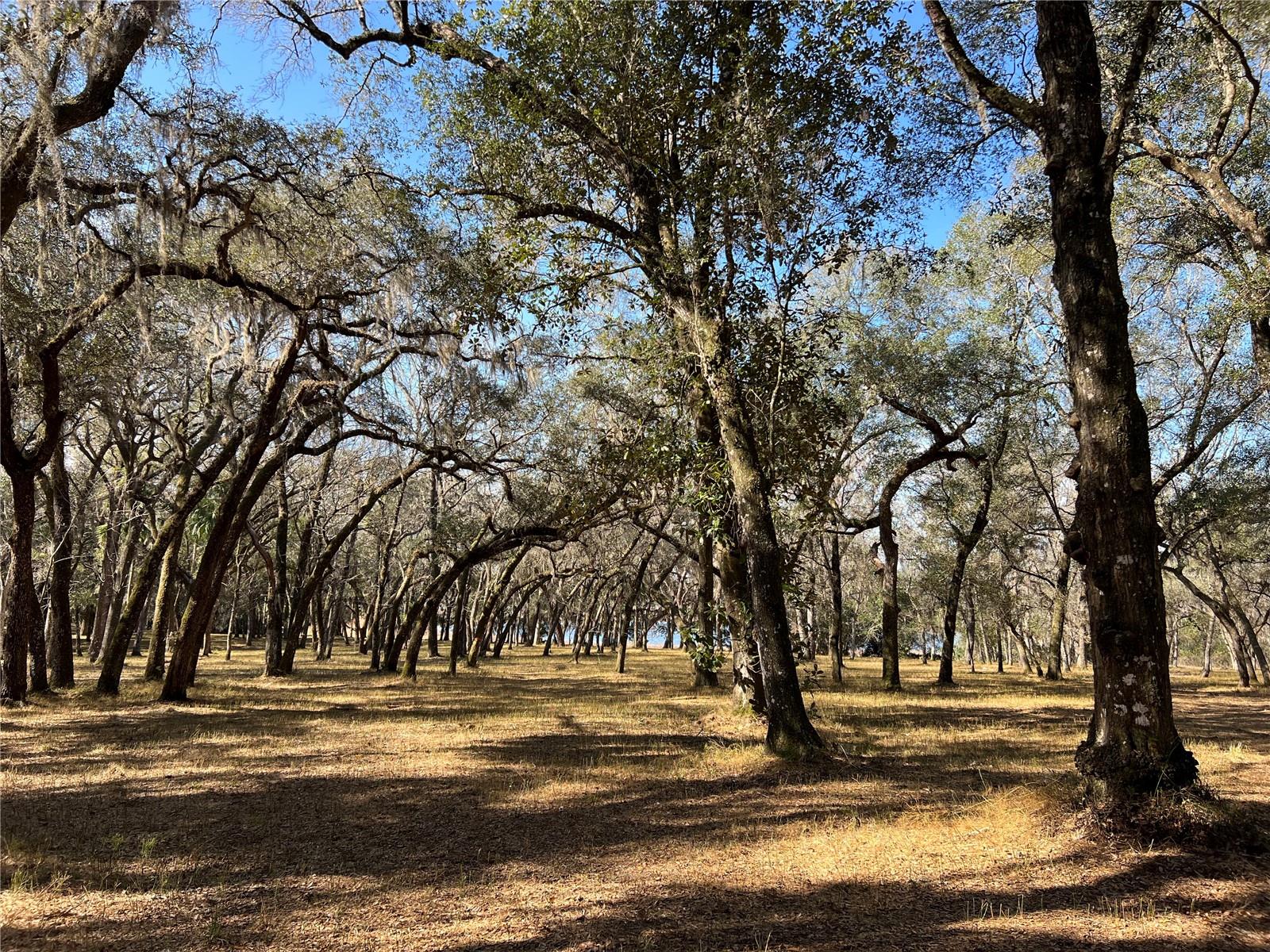 Photo of FOREST 02 ROAD UMATILLA FL 32784