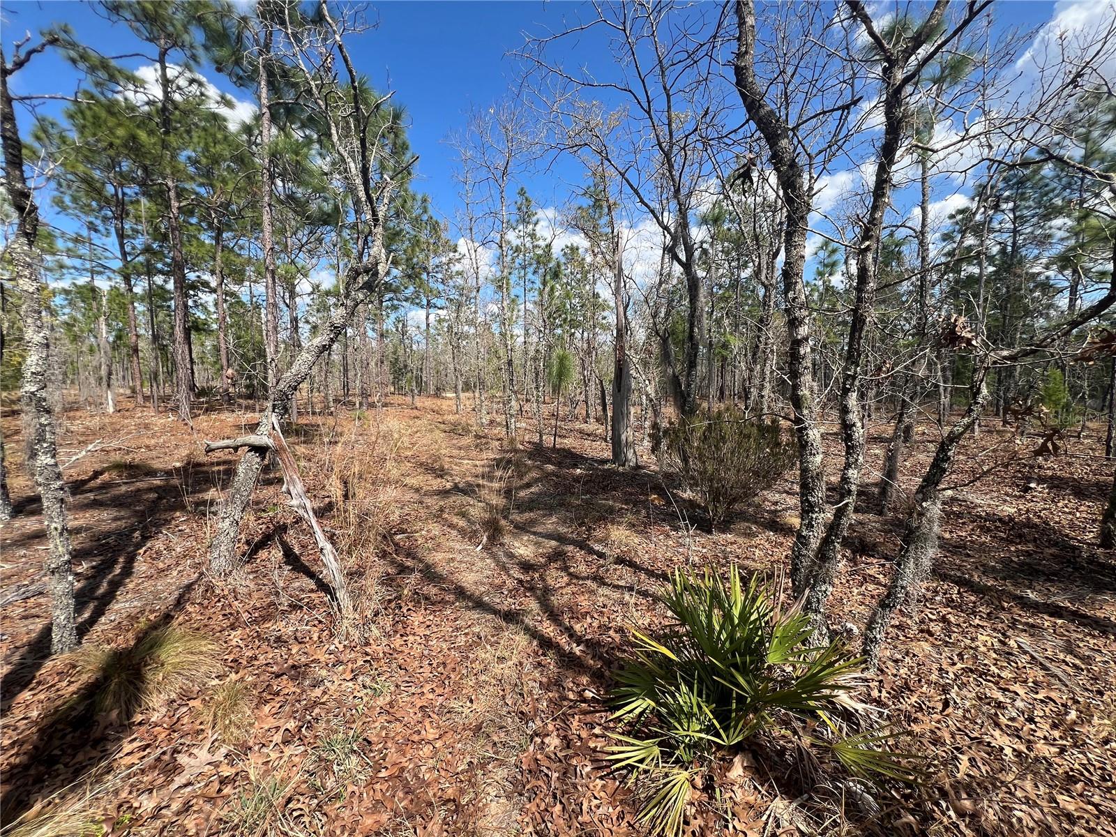 Photo of 143 QUAIL WAY HAWTHORNE FL 32640