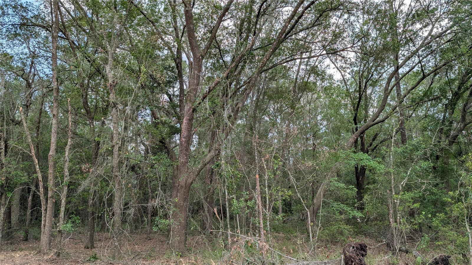 Photo of TBD NE 108TH PLACE WALDO FL 32694