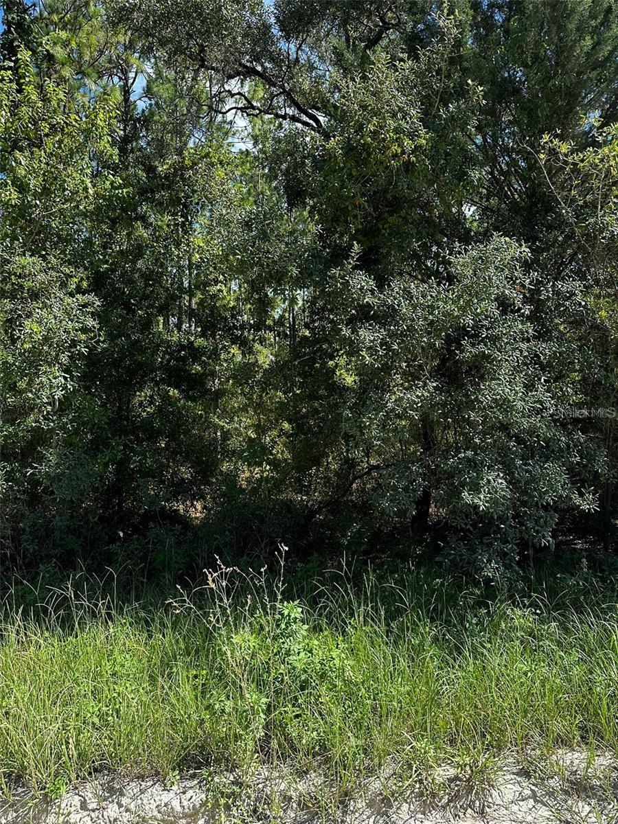 Photo of XX SE 21ST PLACE WILLISTON FL 32696