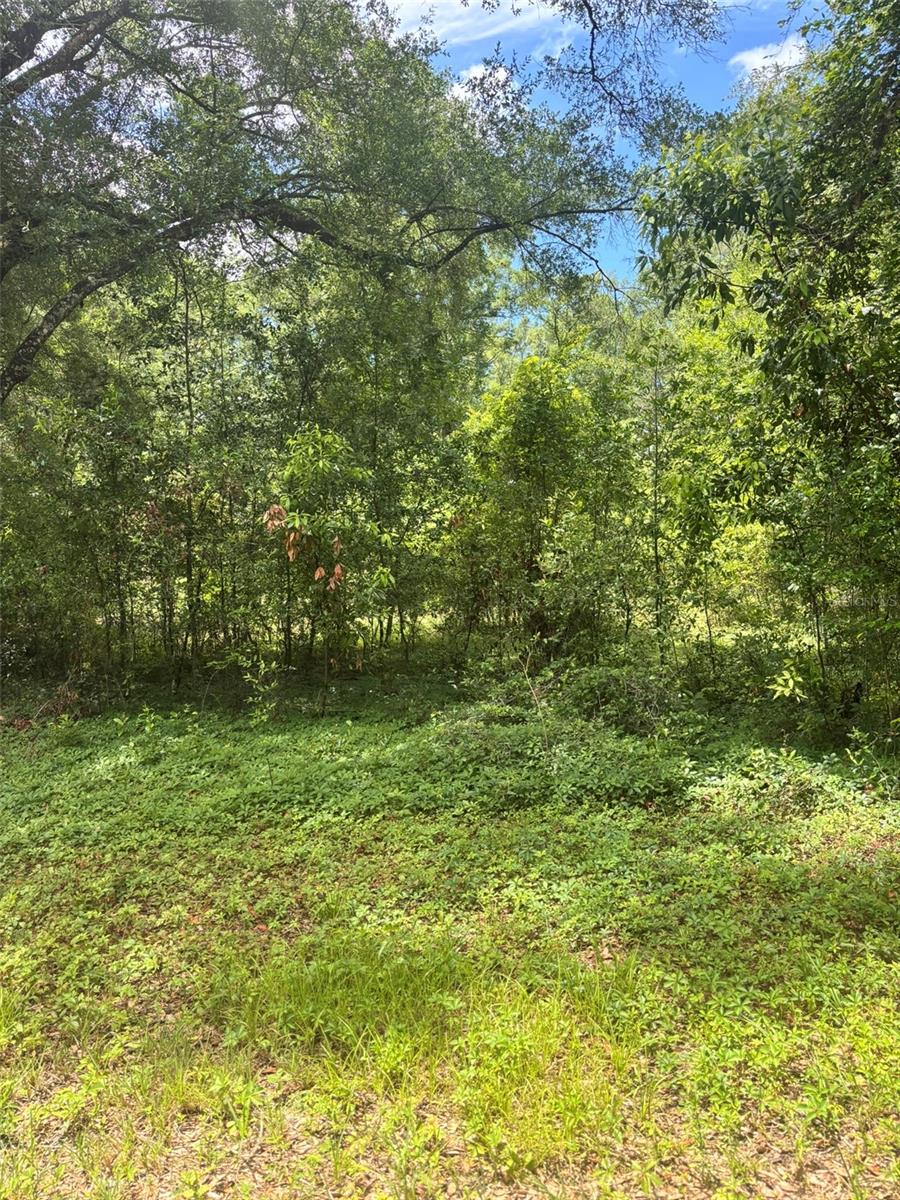 Photo of 8230 NW 166TH STREET FANNING SPRINGS FL 32693