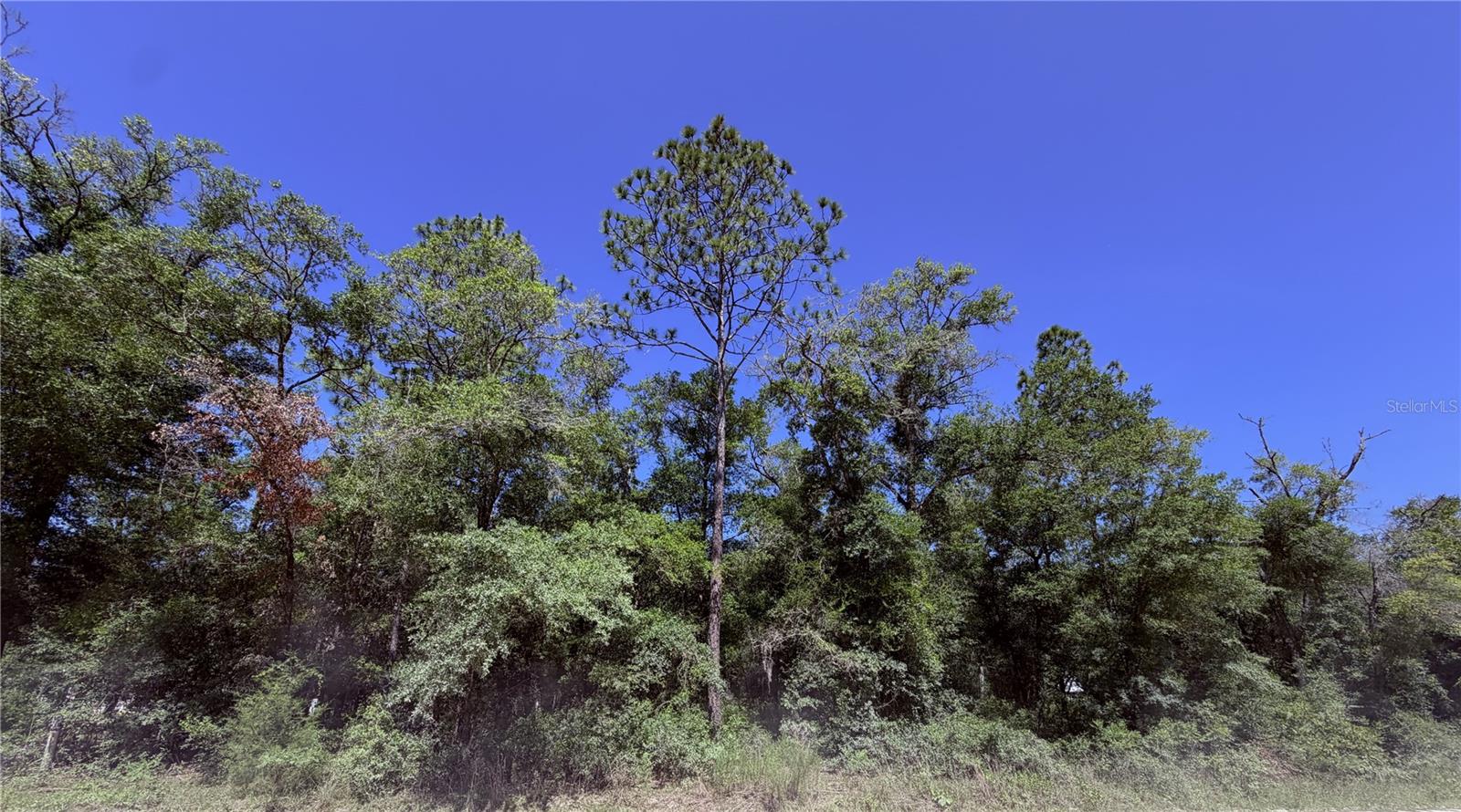 Photo of 0 NE 90TH AVENUE #LOT 14-A BRONSON FL 32621